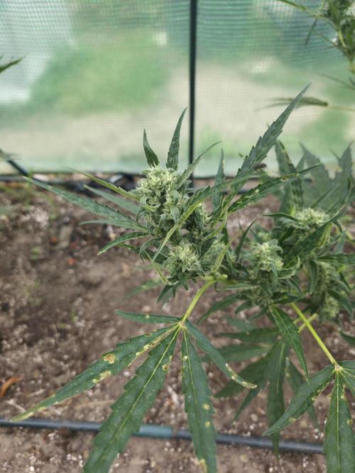 2nd Try Outdoor - Brutalis Auto. Week 10 - Day 65
