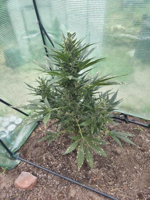 Killer Haze Auto - Outdoor. Week 10 - Day 65