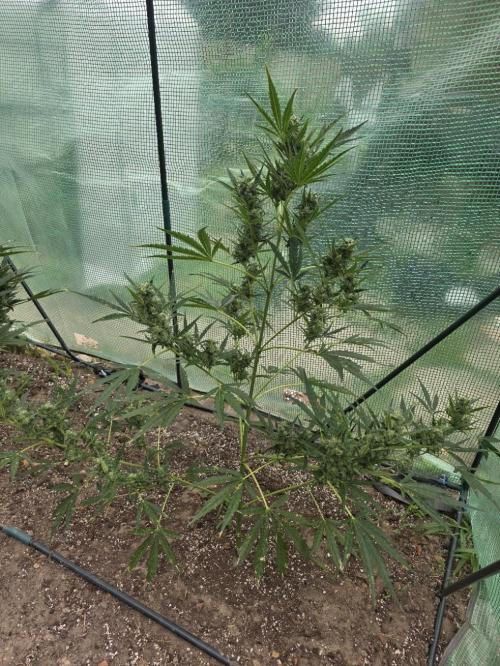 2nd Try Outdoor - Brutalis Auto. Week 10 - Day 66