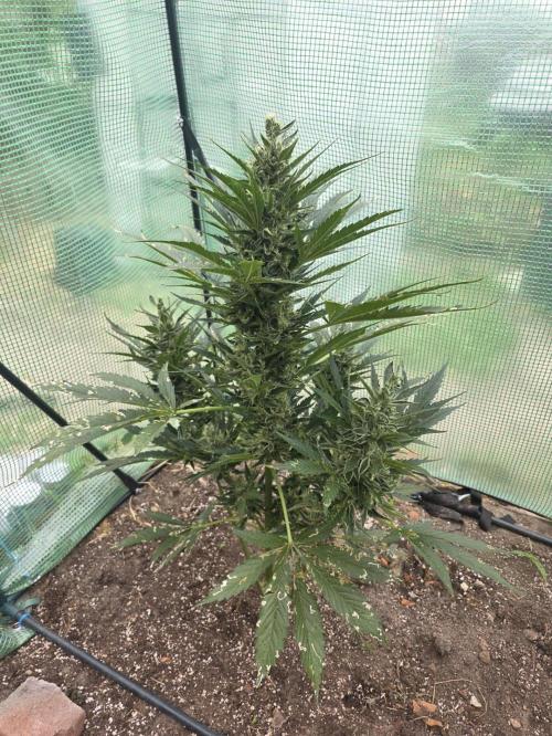 Killer Haze Auto - Outdoor. Week 10 - Day 66