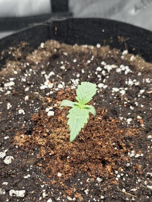 Pure Michigan auto. Week 1