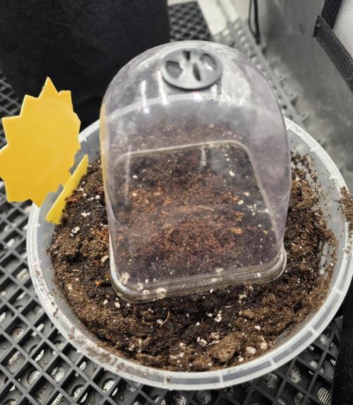 Next of KIN - Super Strains. Week 0 - Nach einer Wocher