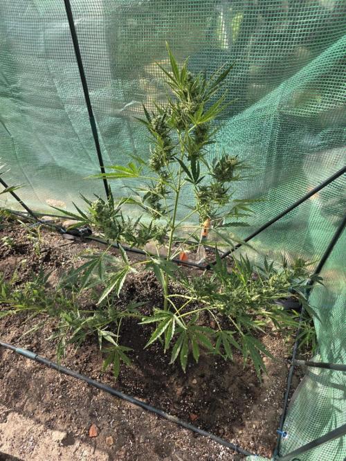 2nd Try Outdoor - Brutalis Auto. Week 10 - Day 67