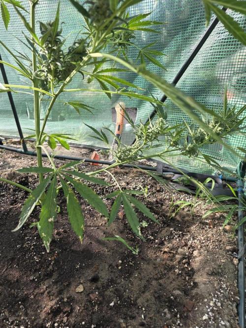 2nd Try Outdoor - Brutalis Auto. Week 10 - without support