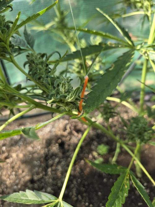 2nd Try Outdoor - Brutalis Auto. Week 10 - Plant Yoyo