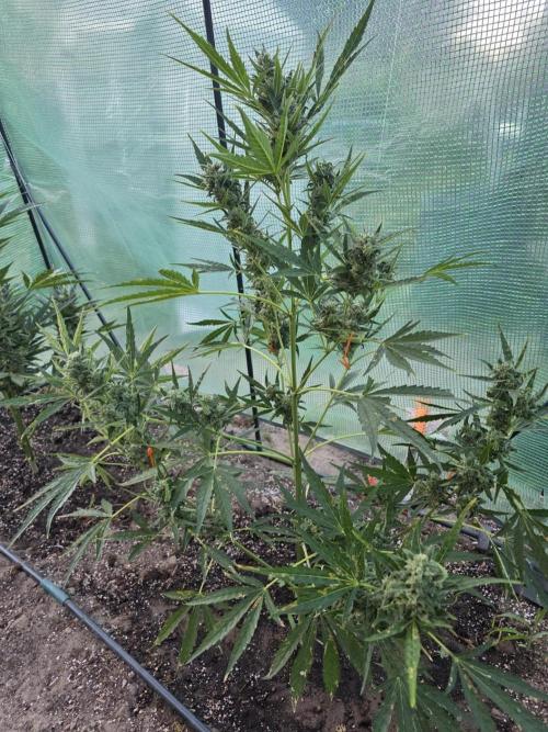 2nd Try Outdoor - Brutalis Auto. Week 10 - With support