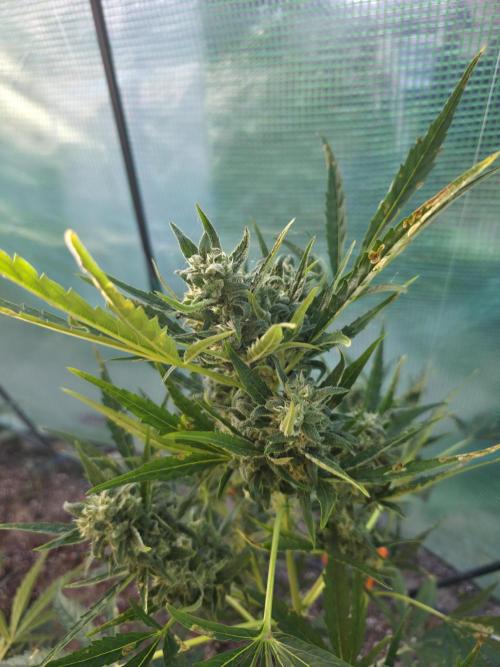 2nd Try Outdoor - Brutalis Auto. Week 10 - Day 68