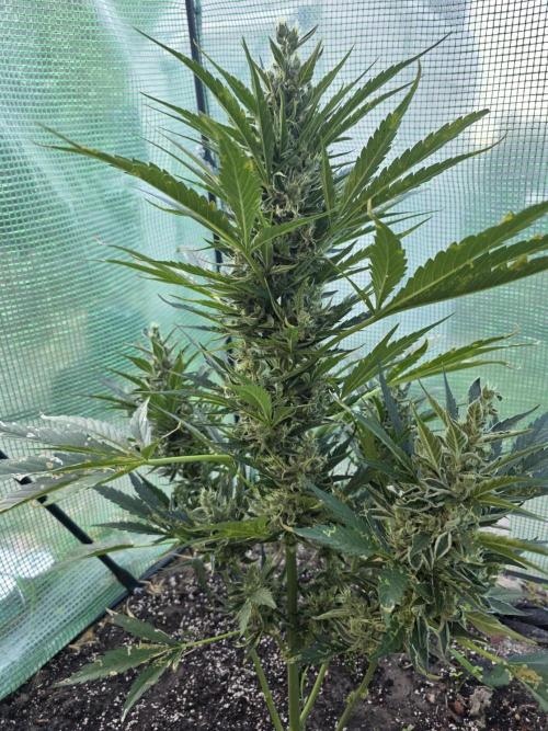 Killer Haze Auto - Outdoor. Week 10 - Day 67