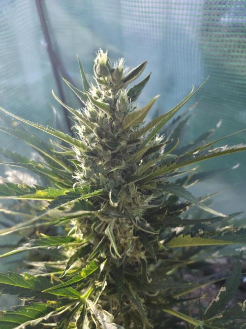 Killer Haze Auto - Outdoor. Week 10 - Day 68