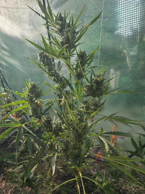 2nd Try Outdoor - Brutalis Auto. Week 10 - Day 70