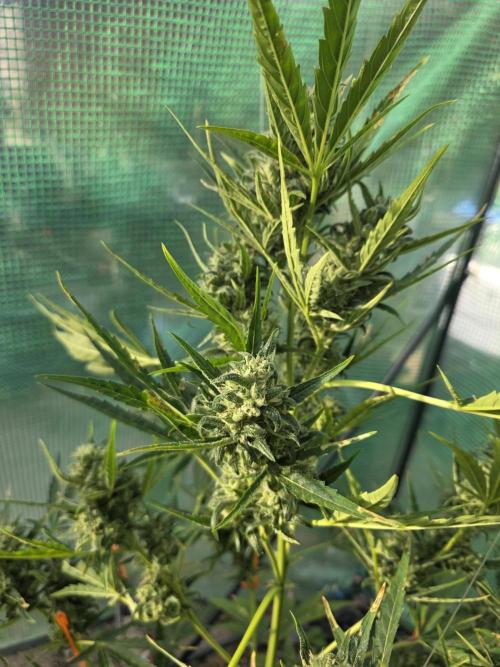 2nd Try Outdoor - Brutalis Auto. Week 10