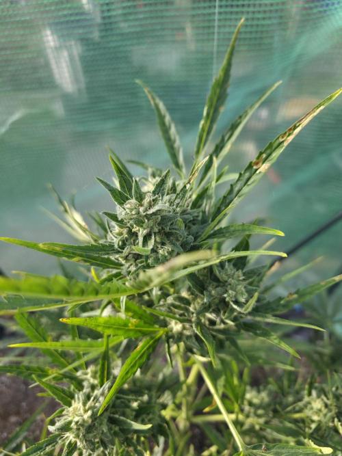 Brutalis Auto. Week 10