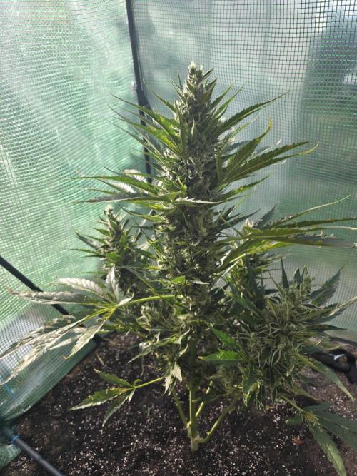 Killer Haze Auto - Outdoor. Week 10 - Day 70