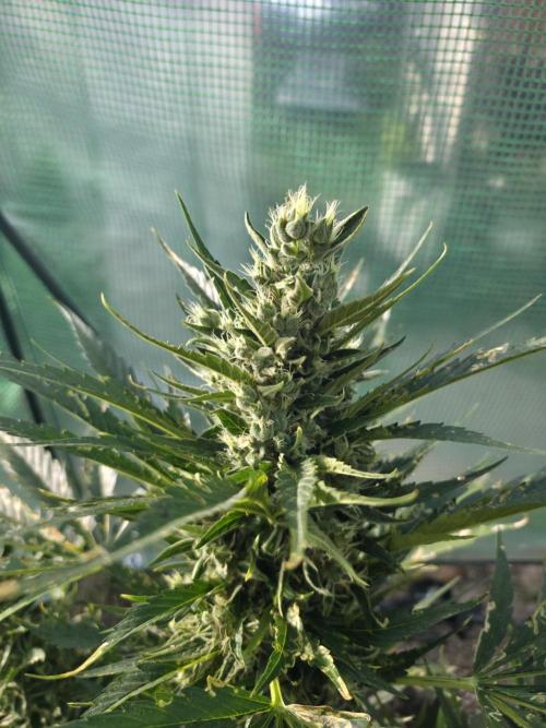 Killer Haze Auto. Week 10