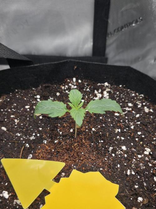 Pure Michigan auto. Week 2