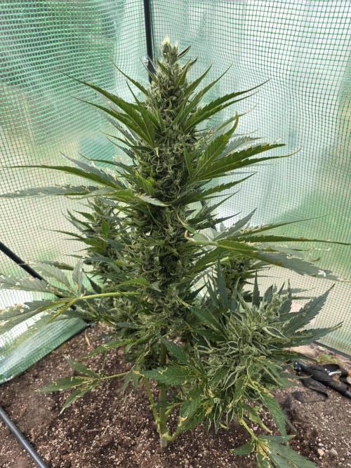 Killer Haze Auto - Outdoor. Week 11 - Day 71