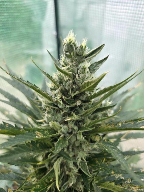 Killer Haze Auto. Week 11