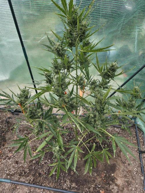 2nd Try Outdoor - Brutalis Auto. Week 11 - Day 71