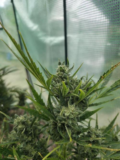 Brutalis Auto. Week 11