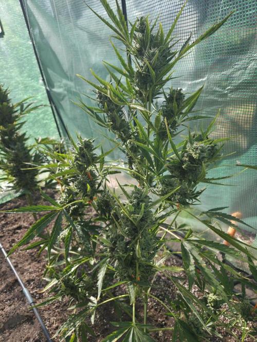 2nd Try Outdoor - Brutalis Auto. Week 11 - Day 72