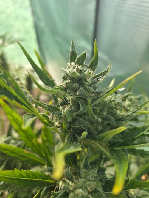 2nd Try Outdoor - Brutalis Auto. Week 11 - Day 72