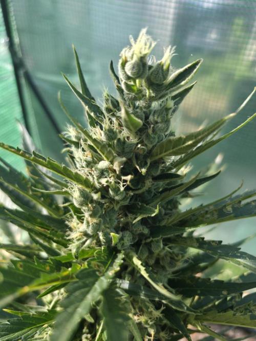 Killer Haze Auto - Outdoor. Week 11 - Day 72