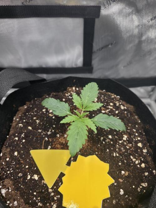 Pure Michigan Auto. Week 2 - Tag 11