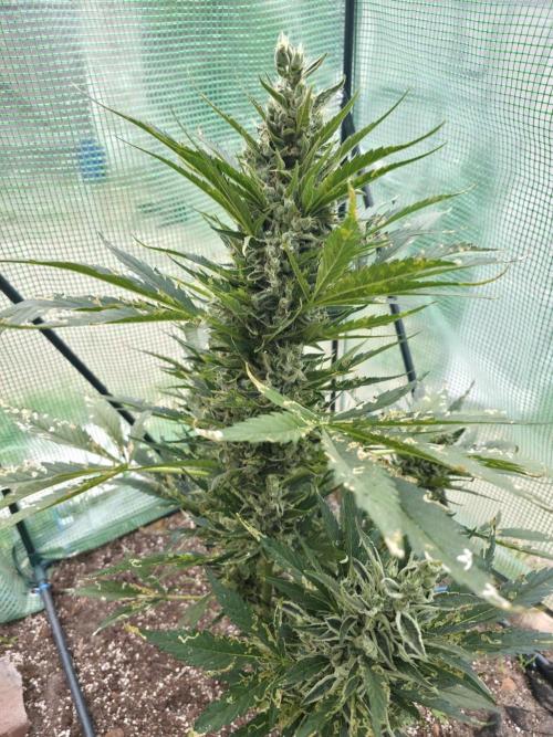 Killer Haze Auto - Outdoor. Week 11 - Day 73