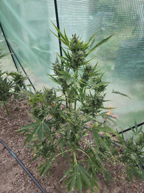 2nd Try Outdoor - Brutalis Auto. Week 11 - Day 73