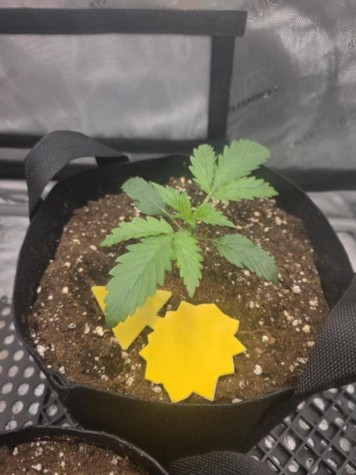 Pure Michigan Auto. Week 2 - Tag 13
