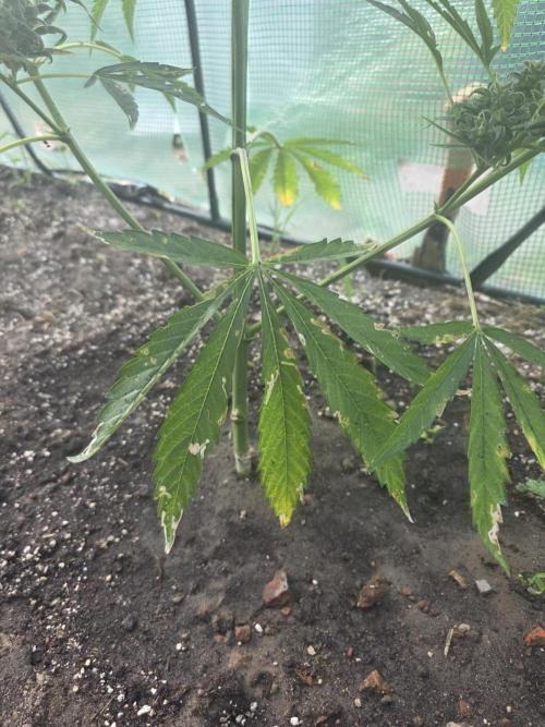 2nd Try Outdoor - Brutalis Auto. Week 11 - Day 74