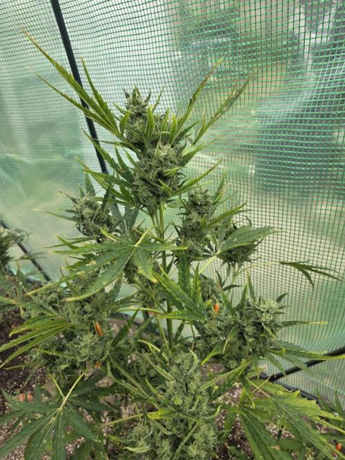 2nd Try Outdoor - Brutalis Auto. Week 11 - Day 75