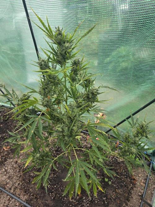 2nd Try Outdoor - Brutalis Auto. Week 11 - Day 76