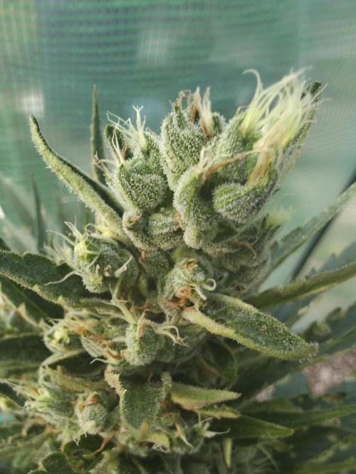 Killer Haze Auto - Outdoor. Week 11 - Day 74