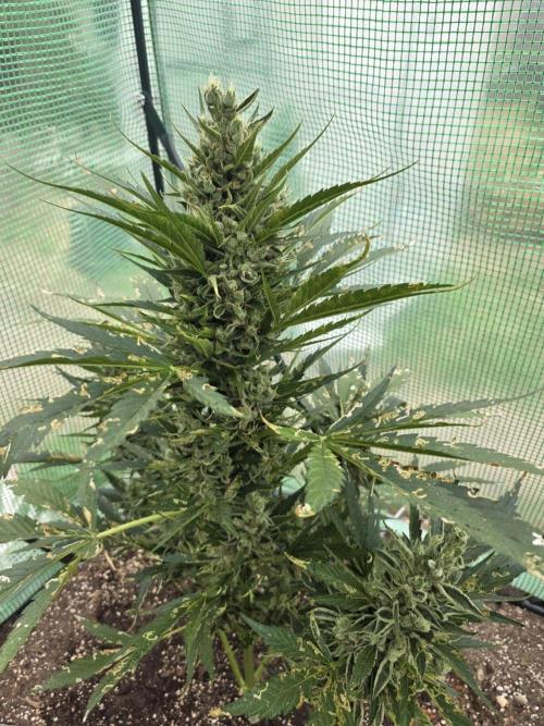 Killer Haze Auto - Outdoor. Week 11 - Day 75
