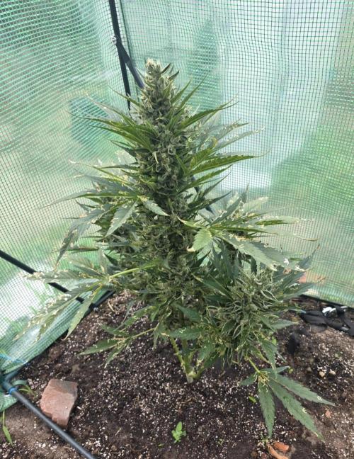 Killer Haze Auto - Outdoor. Week 11 - Day 76