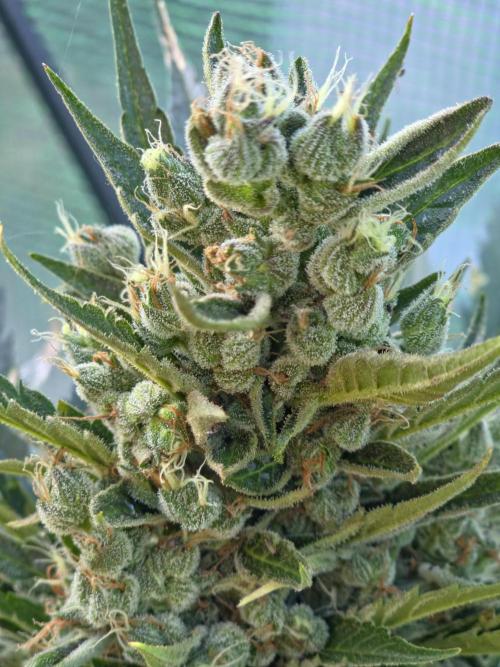 Killer Haze Auto - Outdoor. Week 11 - Day 77
