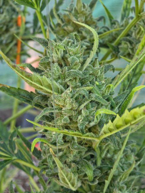 2nd Try Outdoor - Brutalis Auto. Week 11 - Day 77