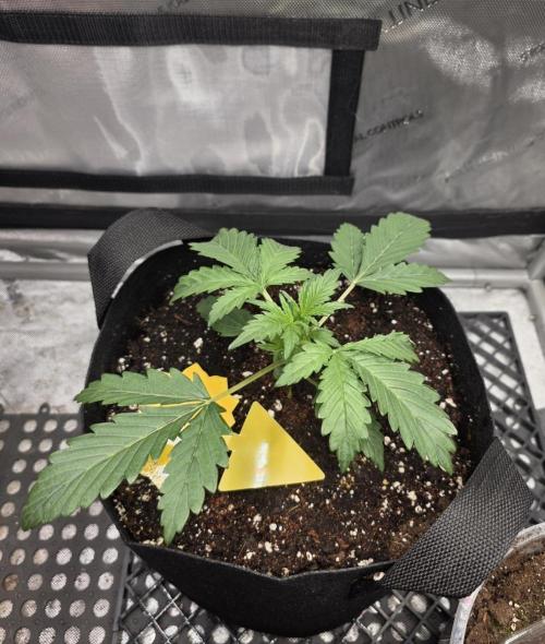 Pure Michigan auto. Week 3