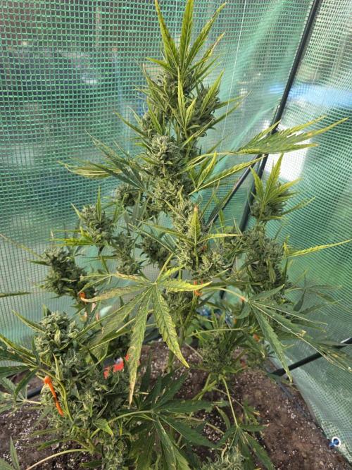 2nd Try Outdoor - Brutalis Auto. Week 12 - Day 78