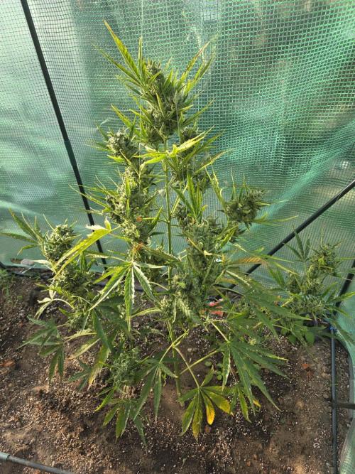 2nd Try Outdoor - Brutalis Auto. Week 12 - Day 78