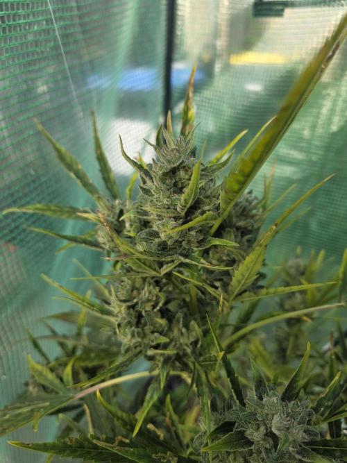 2nd Try Outdoor - Brutalis Auto. Week 12 - Day 78