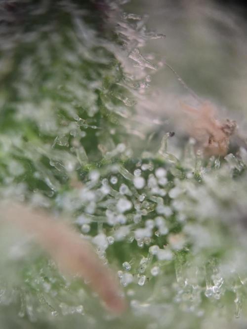 2nd Try Outdoor - Brutalis Auto. Week 12 - Day 78