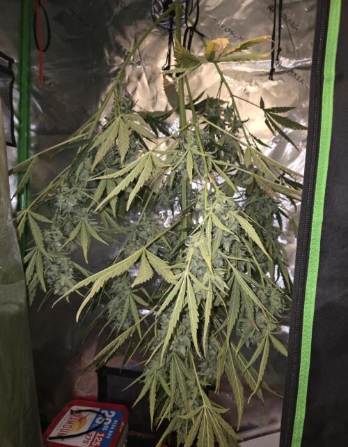 2nd Try Outdoor - Brutalis Auto. Week 12 - Day 78