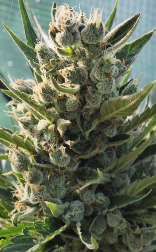Killer Haze Auto - Outdoor. Week 12 - Day 78