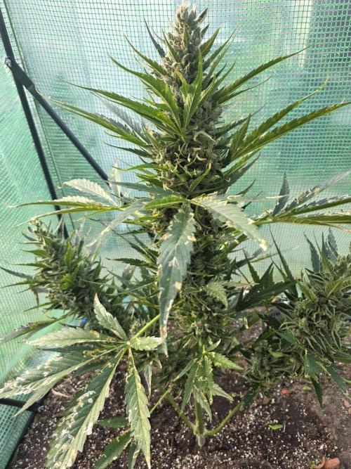 Killer Haze Auto - Outdoor. Week 12 - Day 78