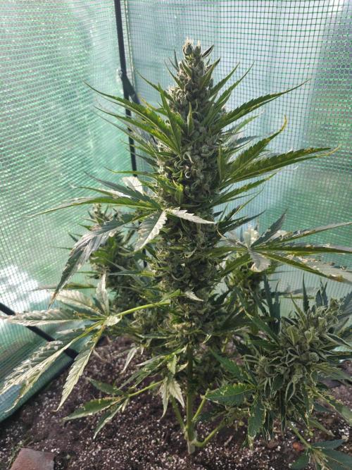Killer Haze Auto - Outdoor. Week 12 - Day 78