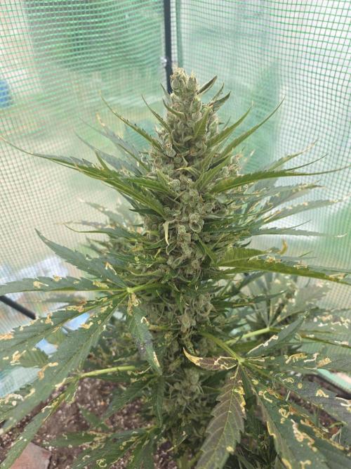 Killer Haze Auto - Outdoor. Week 12 - Day 79