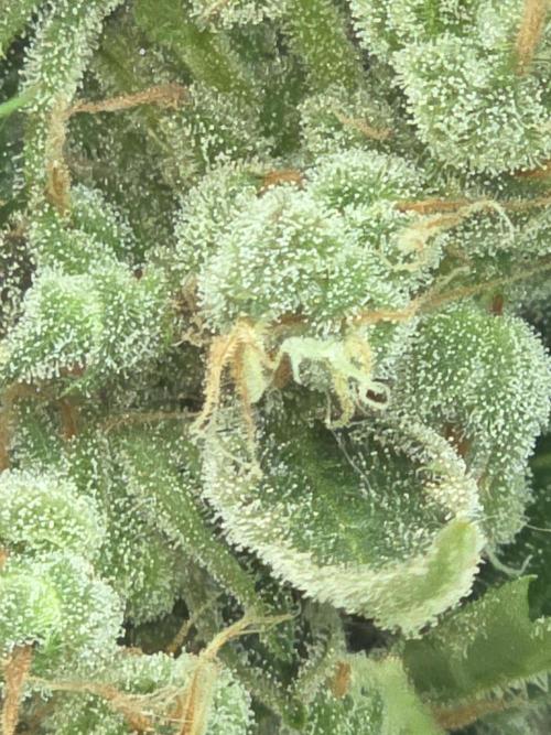 Killer Haze Auto - Outdoor. Week 12 - Day 79