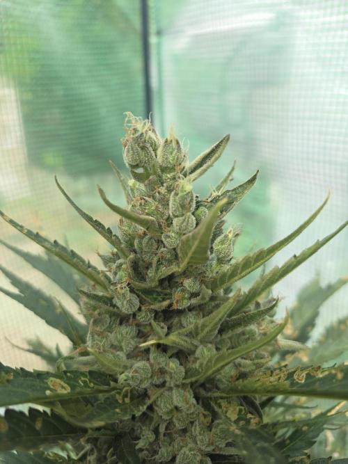 Killer Haze Auto - Outdoor. Week 12 - Day 79